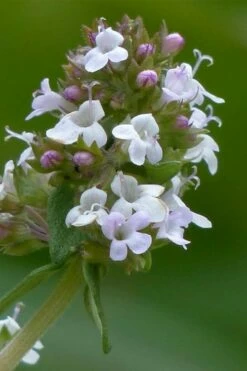 Lemon Thyme (Thymus Citriodorus) - 6 Pack Of Pint Pots -Garden Supplies Sales 2024 thymus citriodorus lemon thyme 1