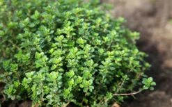 Lemon Thyme (Thymus Citriodorus) - 6 Pack Of Pint Pots -Garden Supplies Sales 2024 thymus citriodorus lemon thyme 3