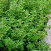 Lemon Thyme (Thymus Citriodorus) - 6 Pack Of Pint Pots -Garden Supplies Sales 2024 thymus citriodorus lemon thyme 4