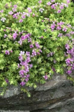Highland Cream Creeping Thyme - 5 Pack Of Quart Pots -Garden Supplies Sales 2024 thymus praecox highland creeping thyme 1
