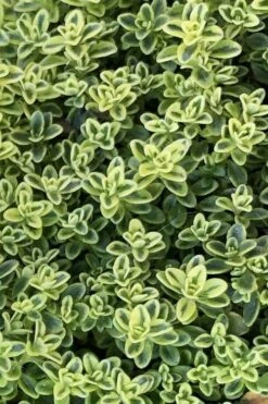 Highland Cream Creeping Thyme - 5 Pack Of Quart Pots -Garden Supplies Sales 2024 thymus praecox highland creeping thyme 4