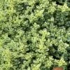 Highland Cream Creeping Thyme - 5 Pack Of Quart Pots -Garden Supplies Sales 2024 thymus praecox highland creeping thyme 6