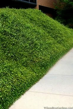 Asian Jasmine (Trachelospermum Asiaticum) - 72 Pack Of 3.5" Pint Pots