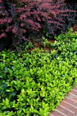 Asian Jasmine (Trachelospermum Asiaticum) - 36 Pack Of 3.5" Pint Pots -Garden Supplies Sales 2024 trachelospermum asiaticum asian jasmine 2 3