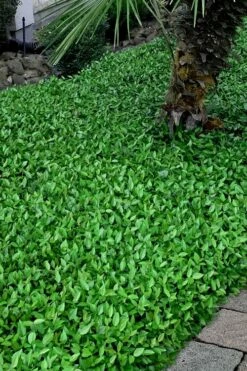 Asian Jasmine - Asiatic Jasmine - 6 Pack Of Pint Pots -Garden Supplies Sales 2024 trachelospermum asiaticum asian jasmine 3 1