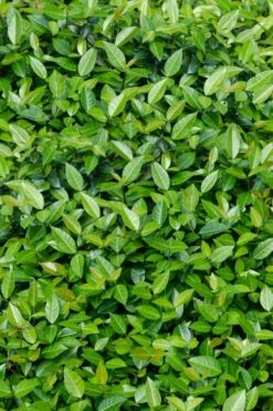 Asian Jasmine (Trachelospermum Asiaticum) - 72 Pack Of 3.5" Pint Pots -Garden Supplies Sales 2024 trachelospermum asiaticum asian jasmine 6
