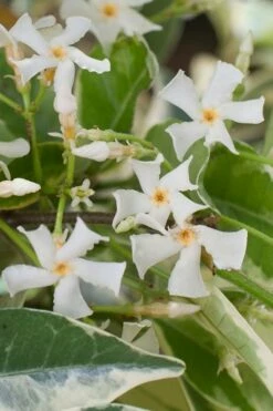 Variegated Confederate Jasmine - Trachelospermum Jasminoides - 1 Gallon Pot -Garden Supplies Sales 2024 trachelospermum jasminoides variegatum confederate jasmine 1 1