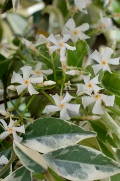 Variegated Confederate Jasmine - Trachelospermum Jasminoides - 3 Gallon Pot -Garden Supplies Sales 2024 trachelospermum jasminoides variegatum confederate jasmine 2