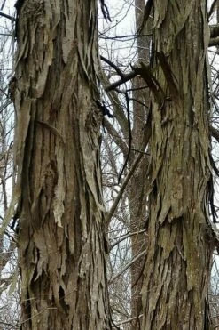 Shagbark Hickory Tree (Carya Ovata) - 3 Gallon Pot -Garden Supplies Sales 2024 tree hickory shagbark 500x750 1