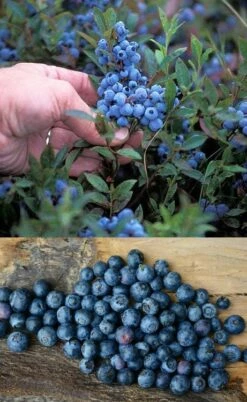 Wild Lowbush Blueberry Plant - 1 Gallon -Garden Supplies Sales 2024 vaccinium angustifolium low bush blueberry 10