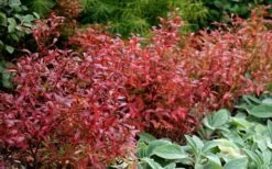 Wild Lowbush Blueberry Plant - 1 Gallon -Garden Supplies Sales 2024 vaccinium angustifolium low bush blueberry 2