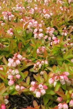 Wild Lowbush Blueberry Plant - 1 Gallon -Garden Supplies Sales 2024 vaccinium angustifolium low bush blueberry 4