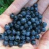 Wild Lowbush Blueberry Plant - 1 Gallon -Garden Supplies Sales 2024 vaccinium angustifolium low bush blueberry 8