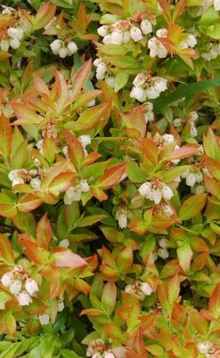 Wild Lowbush Blueberry Plant - 1 Gallon -Garden Supplies Sales 2024 vaccinium angustifolium low bush blueberry 9