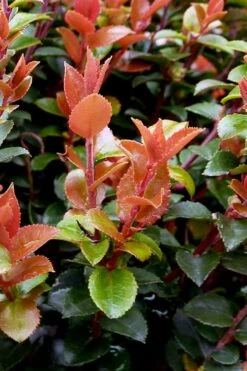 Evergreen Huckleberry (Vaccinium Ovatum) -3 Gallon Pot -Garden Supplies Sales 2024 vaccinium ovatum evergreen huckleberry 10
