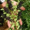Evergreen Huckleberry (Vaccinium Ovatum) -3 Gallon Pot -Garden Supplies Sales 2024 vaccinium ovatum evergreen huckleberry 11