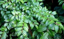 Evergreen Huckleberry (Vaccinium Ovatum) - 1 Gallon Pot -Garden Supplies Sales 2024 vaccinium ovatum evergreen huckleberry 12 1