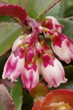Evergreen Huckleberry (Vaccinium Ovatum) -3 Gallon Pot -Garden Supplies Sales 2024 vaccinium ovatum evergreen huckleberry 4