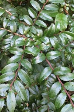 Evergreen Huckleberry (Vaccinium Ovatum) - 1 Gallon Pot -Garden Supplies Sales 2024 vaccinium ovatum evergreen huckleberry 7 1