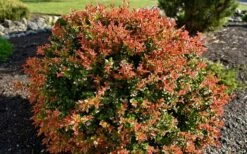 Evergreen Huckleberry (Vaccinium Ovatum) -3 Gallon Pot -Garden Supplies Sales 2024 vaccinium ovatum evergreen huckleberry 8