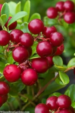 Red Candy Ligonberry (Vaccinum Vitis-idaea) - 1 Gallon -Garden Supplies Sales 2024 vaccinum vitis idaea red candy ligonberry 2