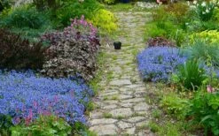 Georgia Blue Veronica Umbrosa - 6 Pack Of 1 Gallon Pots -Garden Supplies Sales 2024 veronica peduncularis georgia blue speedwell 1