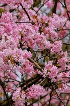Pink Dawn Fragrant Viburnum - 1 Gallon Pot -Garden Supplies Sales 2024 viburnum bodnantense dawn 1
