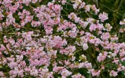 Pink Dawn Fragrant Viburnum - 1 Gallon Pot -Garden Supplies Sales 2024 viburnum bodnantense dawn 11