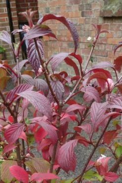 Pink Dawn Fragrant Viburnum - 1 Gallon Pot -Garden Supplies Sales 2024 viburnum bodnantense dawn 15