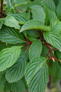 Pink Dawn Fragrant Viburnum - 1 Gallon Pot -Garden Supplies Sales 2024 viburnum bodnantense dawn 16