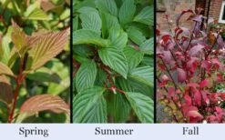 Pink Dawn Fragrant Viburnum - 1 Gallon Pot -Garden Supplies Sales 2024 viburnum bodnantense dawn 19