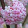 Pink Dawn Fragrant Viburnum - 1 Gallon Pot -Garden Supplies Sales 2024 viburnum bodnantense dawn 20