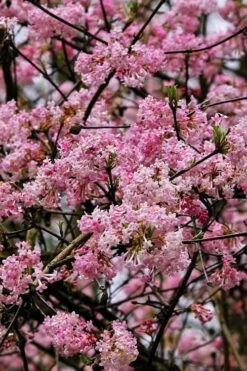 Pink Dawn Fragrant Viburnum - 1 Gallon Pot -Garden Supplies Sales 2024 viburnum bodnantense dawn 4