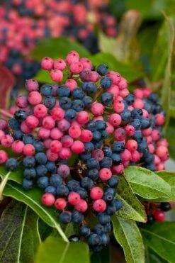 Brandywine Viburnum - 3 Gallon Pot -Garden Supplies Sales 2024 viburnum nudum brandywine 2