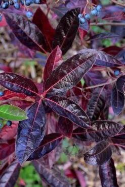 Brandywine Viburnum - 3 Gallon Pot -Garden Supplies Sales 2024 viburnum nudum brandywine 4