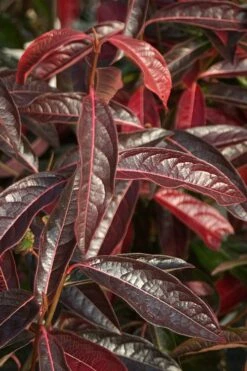 Brandywine Viburnum - 3 Gallon Pot -Garden Supplies Sales 2024 viburnum nudum brandywine 5