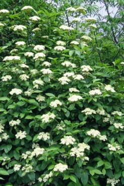 Brandywine Viburnum - 3 Gallon Pot -Garden Supplies Sales 2024 viburnum nudum brandywine 6