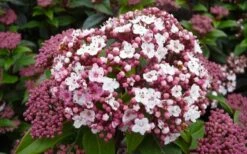 Spirit Viburnum - 3 Gallon Pot 6 Spirit Viburnum - 3 Gallon Pot -Garden Supplies Sales 2024 viburnum tinus spirit 1
