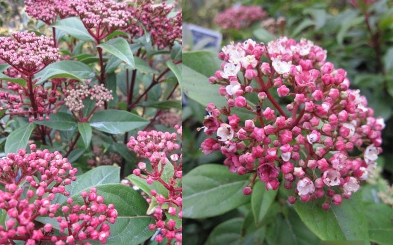 Spirit Viburnum - 3 Gallon Pot Spirit Viburnum - 3 Gallon Pot -Garden Supplies Sales 2024 viburnum tinus spirit 2