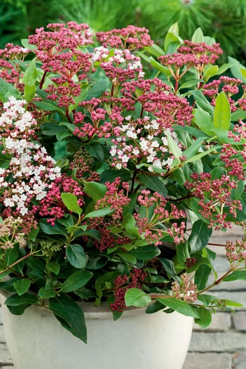 Spirit Viburnum - 3 Gallon Pot Spirit Viburnum - 3 Gallon Pot -Garden Supplies Sales 2024 viburnum tinus spirit 4