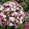 Spirit Viburnum - 3 Gallon Pot -Garden Supplies Sales 2024 viburnum tinus spirit 6