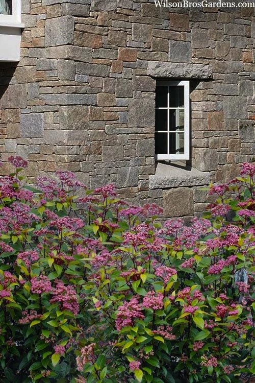 Spirit Viburnum - 3 Gallon Pot Spirit Viburnum - 3 Gallon Pot -Garden Supplies Sales 2024 viburnum tinus spirit 7