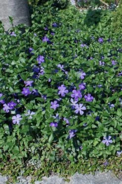Bigleaf Periwinkle (Vinca Major) - 8 Pack Of 2.5" Pots -Garden Supplies Sales 2024 vinca major bigleaf periwinkle 10 1