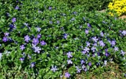 Bigleaf Periwinkle (Vinca Major) - 18 Pack Of Pint Pots -Garden Supplies Sales 2024 vinca major bigleaf periwinkle 11 2