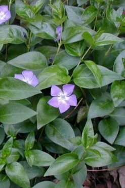 Bigleaf Periwinkle (Vinca Major) - 8 Pack Of 2.5" Pots -Garden Supplies Sales 2024 vinca major bigleaf periwinkle 12 1