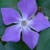 Bigleaf Periwinkle (Vinca Major) - 6 Pack Of Pint Pots -Garden Supplies Sales 2024 vinca major bigleaf periwinkle 13