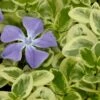 Expoflora Variegated Bigleaf Periwinkle (Vinca Major) - 6 Pack Of Pint Pots 2 Expoflora Variegated Bigleaf Periwinkle (Vinca Major) - 6 Pack Of Pint Pots -Garden Supplies Sales 2024 vinca major expoflora variegated periwinkle 1