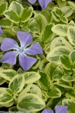 Expoflora Variegated Bigleaf Periwinkle (Vinca Major) - 6 Pack Of Pint Pots