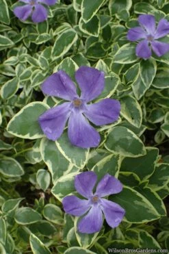 Variegated Bigleaf Periwinkle (Vinca Major 'Variegata') - 6 Pack Of Pint Pots -Garden Supplies Sales 2024 vinca major variegata big leaf periwinkle 10 1