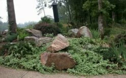 Variegated Bigleaf Periwinkle (Vinca Major 'Variegata') - 6 Pack Of Pint Pots -Garden Supplies Sales 2024 vinca major variegata big leaf periwinkle 12 2